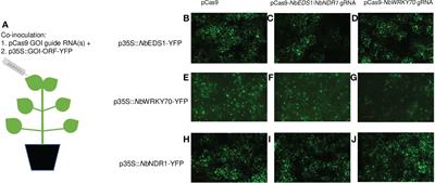 Evaluate the guide RNA effectiveness via Agrobacterium-mediated transient assays in Nicotiana benthamiana
